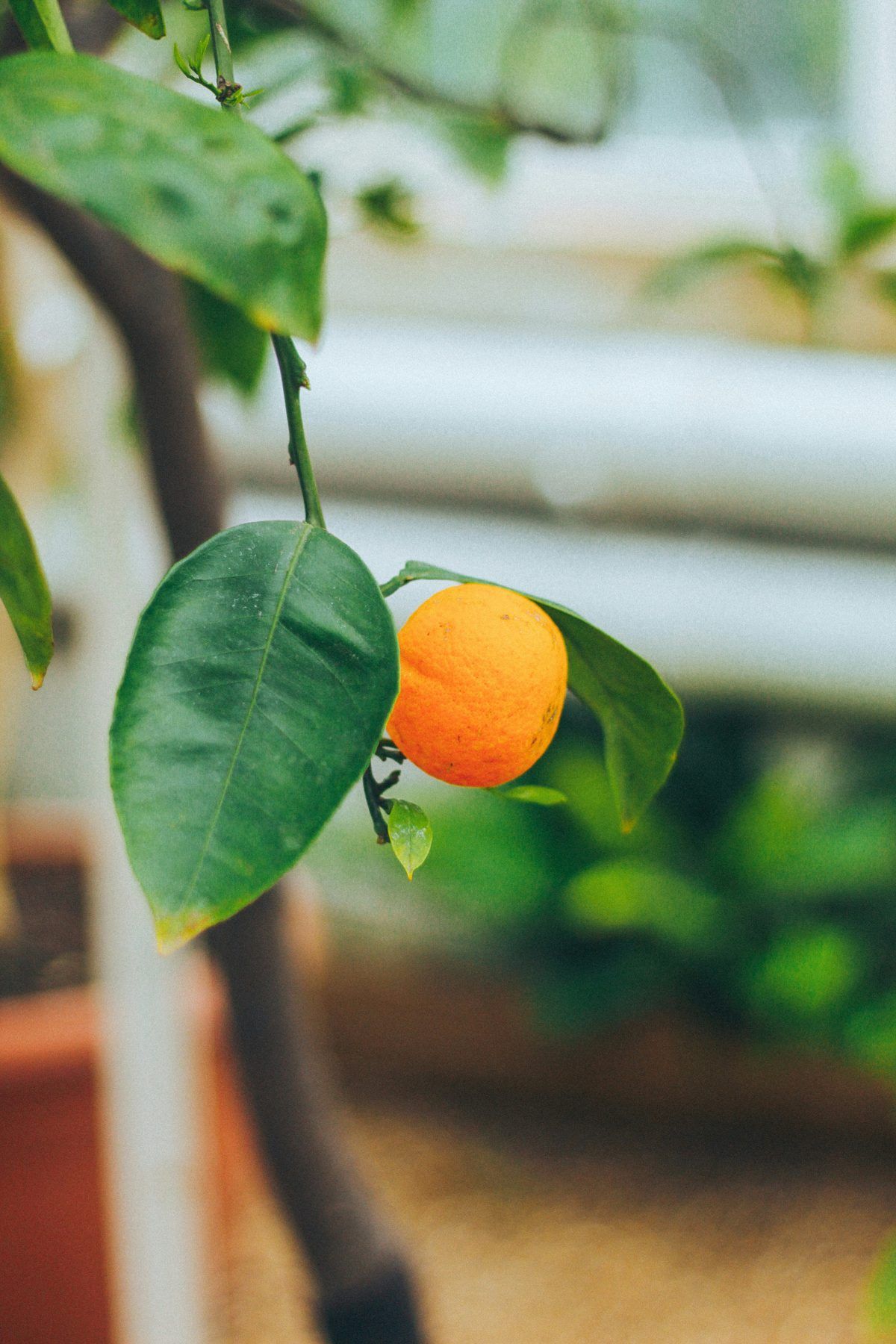 Citrus trees under glass