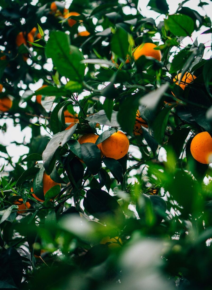 Citrus orangery