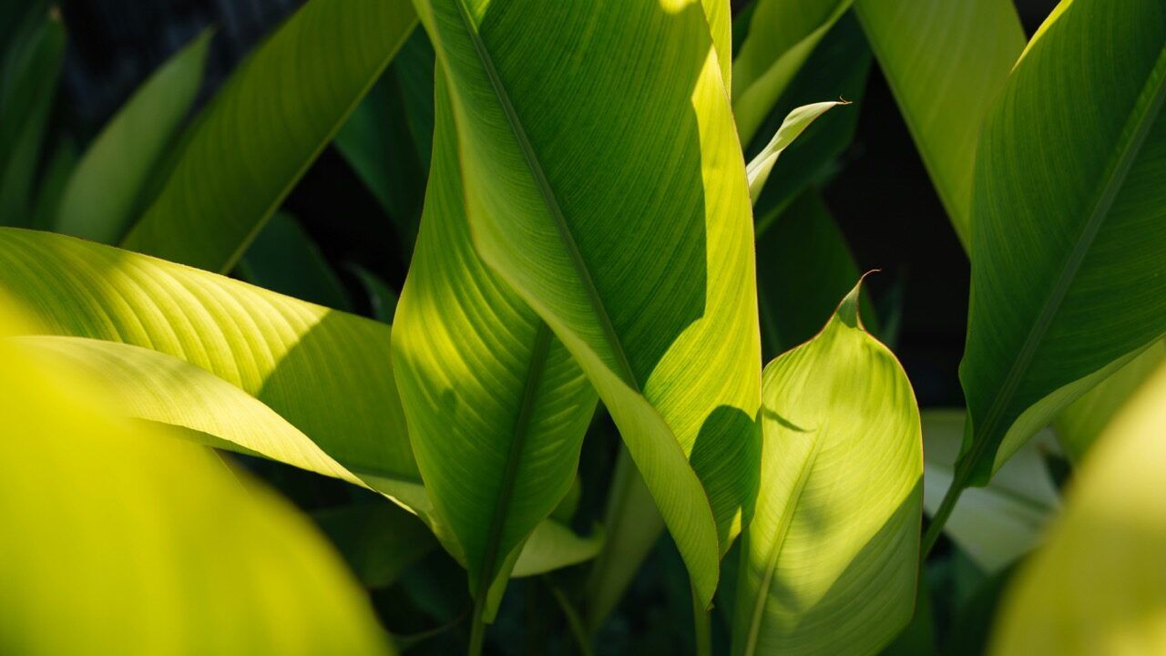 Fresh greens glowing in warm greenhouse light