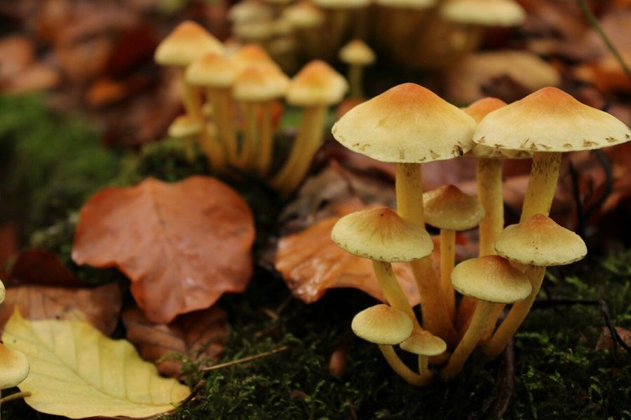 Gourmet mushrooms
