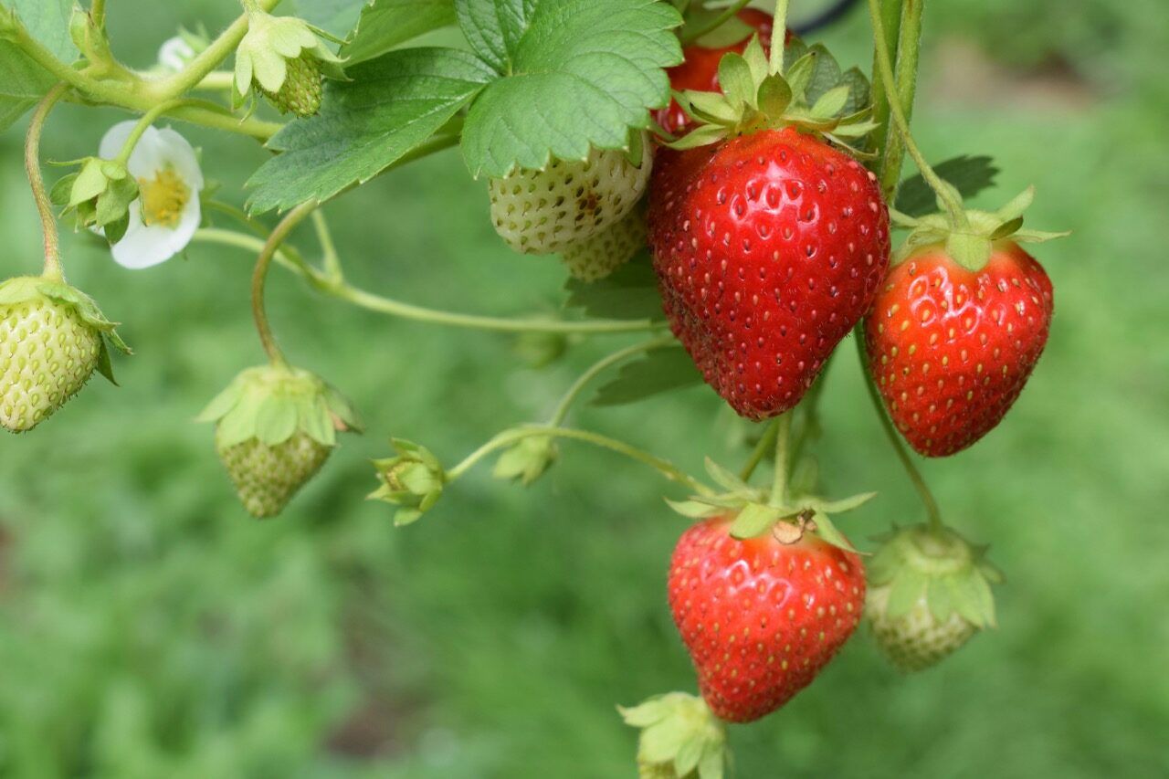 Winter strawberries on the vine