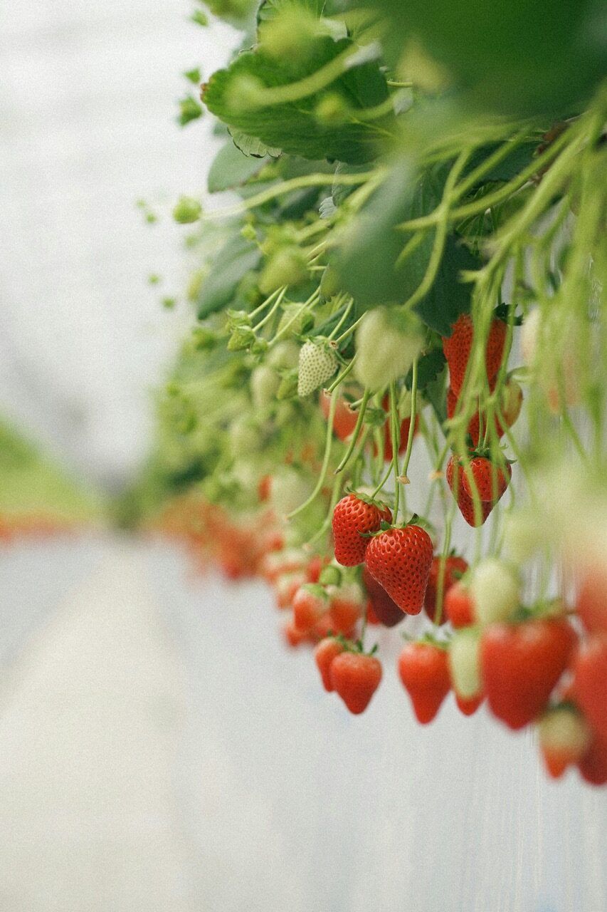 Strawberries