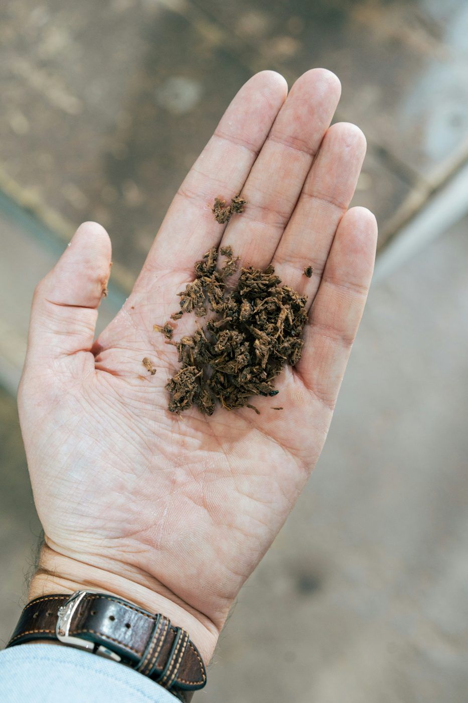 Fresh turmeric rhizomes