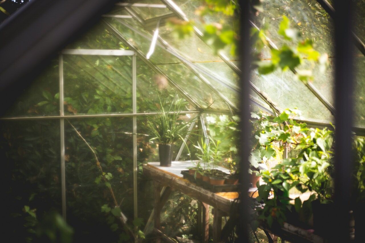 Sunbeams inside a greenhouse